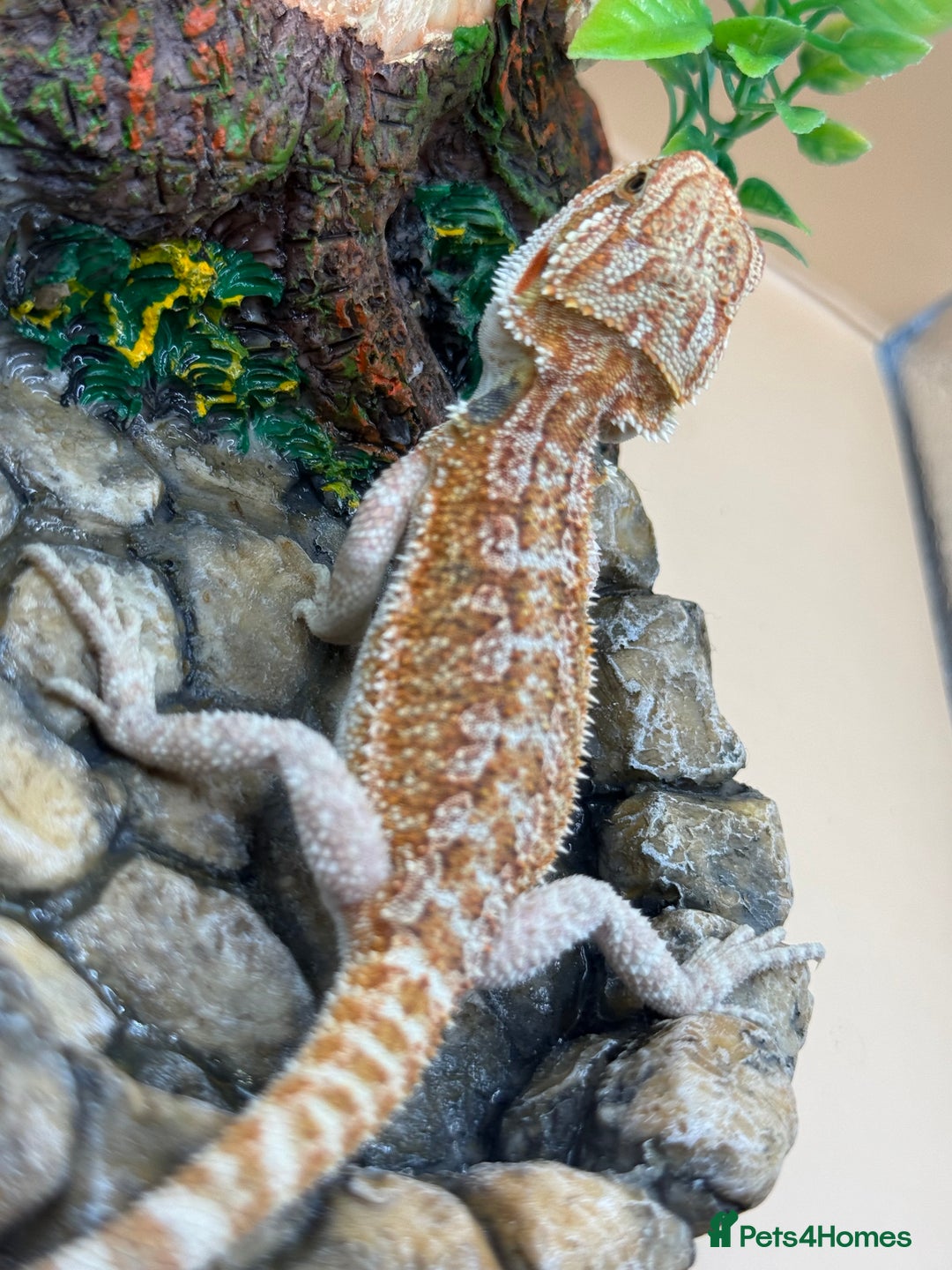 Bearded Dragon reptiles for sale: 🔥Last clutch this year!! Baby bearded dragons 🔥 - Image 2