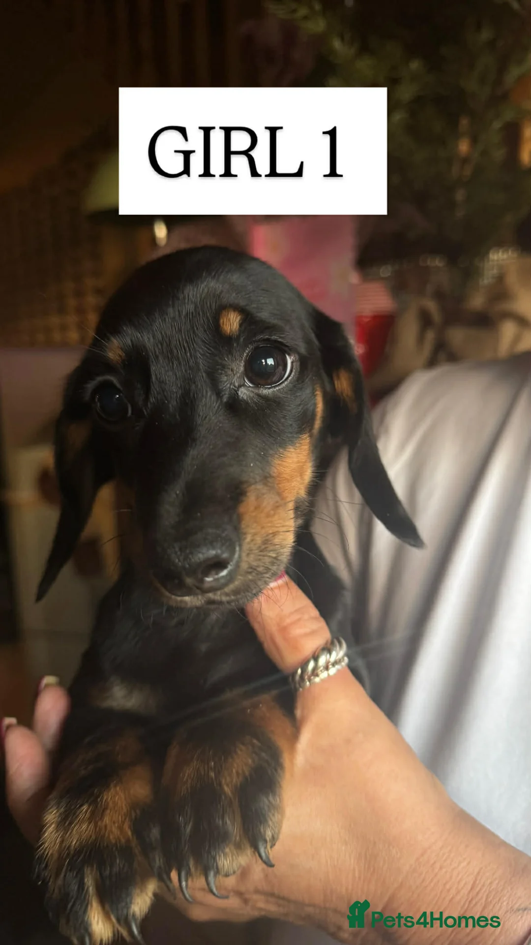 Mixed Breed dogs for sale: Dachund cross Bichon - Advert 6