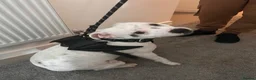 Staffordshire Bull Terrier dogs for sale: 4.5 year old Male Staffordshire bull terrier  - Advert 6