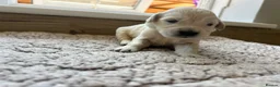 Golden Retriever dogs for sale: Health tested and KC-stunning golden retrievers  - Advert 33