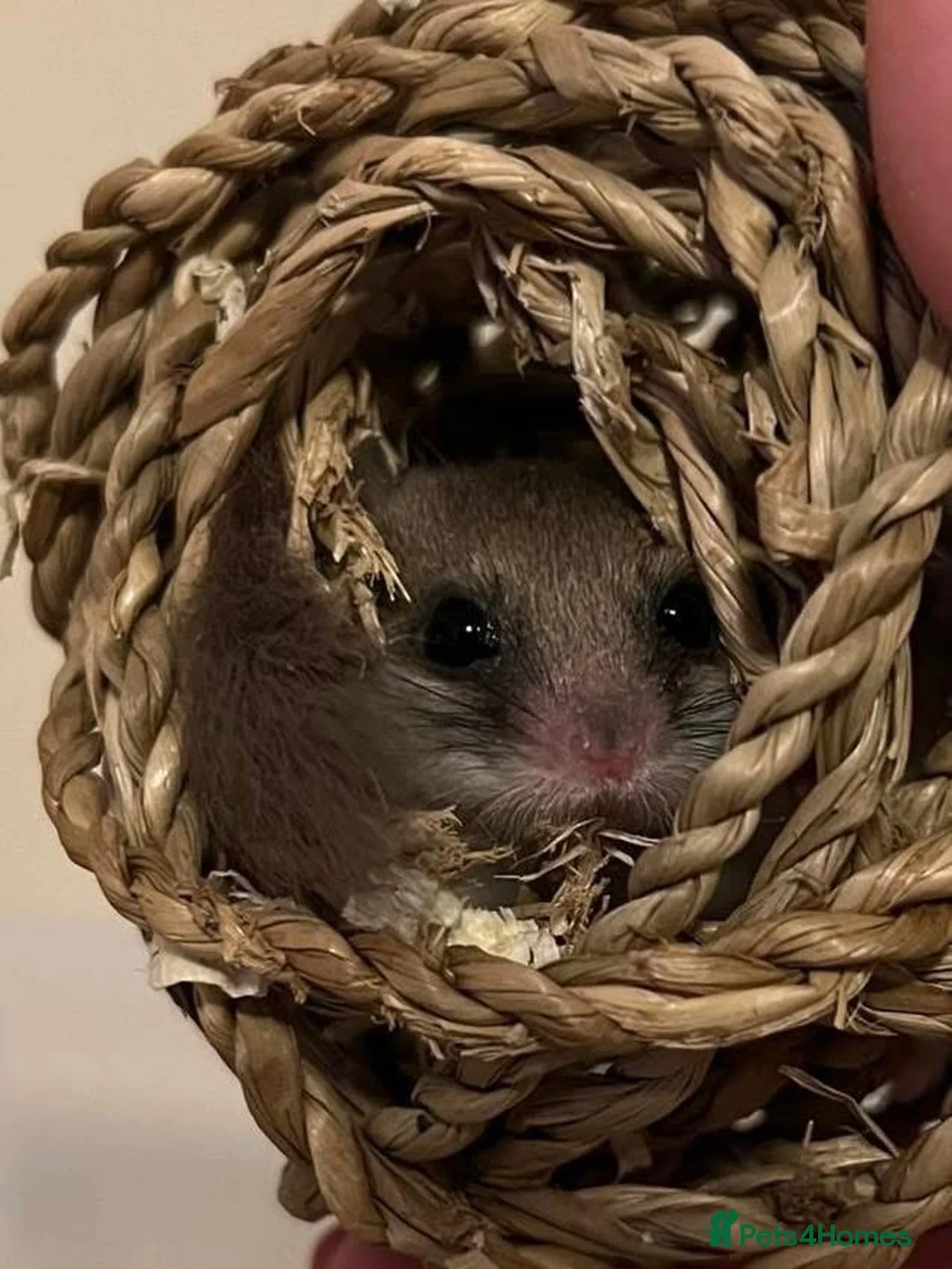 Mouse rodents for sale: Micro-squirrels - Advert 2