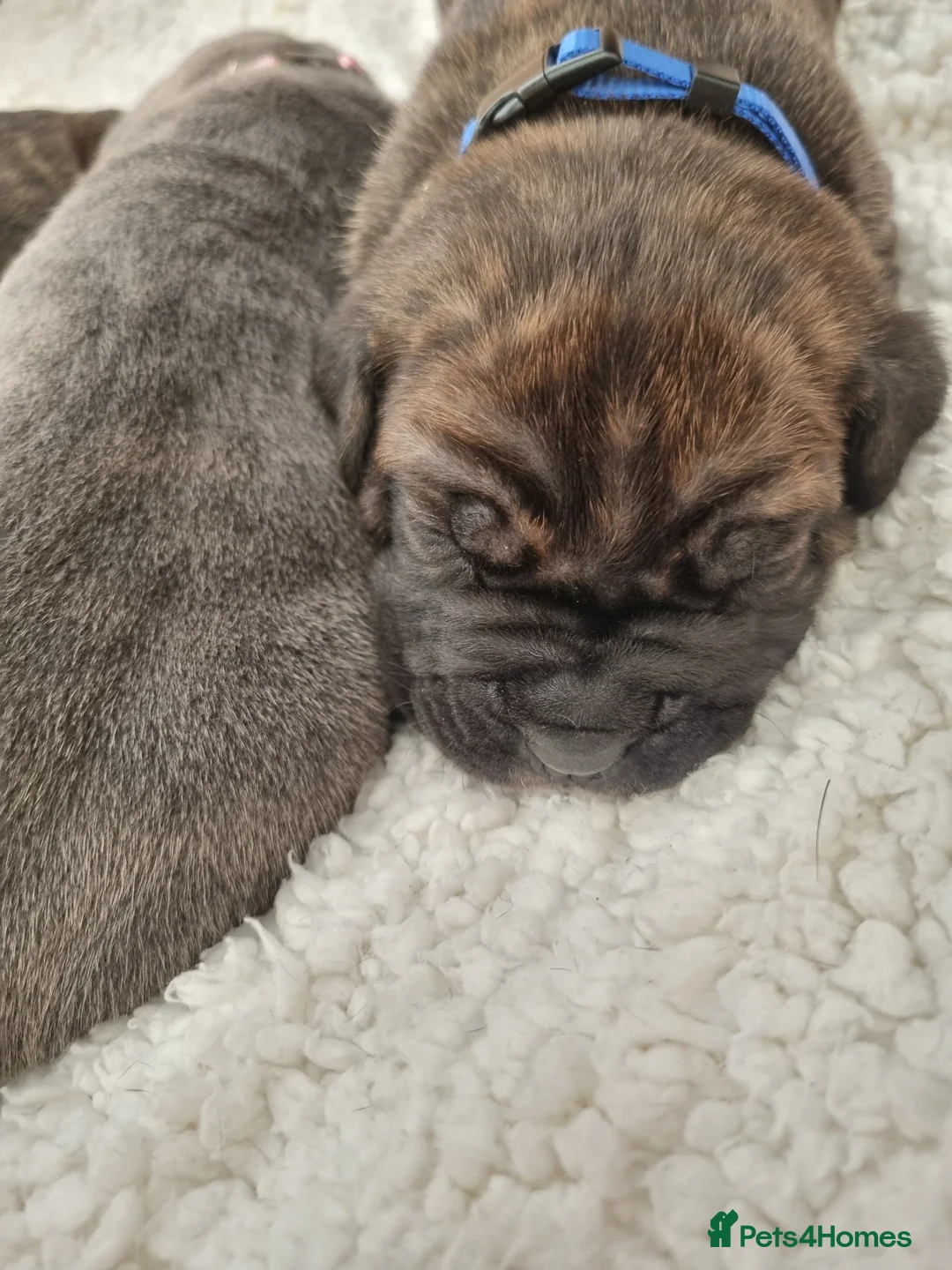 Cane Corso dogs for sale: ITALIAN CANE CORSO  - Advert 5