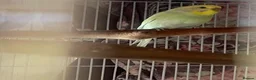 Budgerigars birds for sale: 3 budgies + Large Cage (RRP£120) + accessories  in Bradford - Advert 5