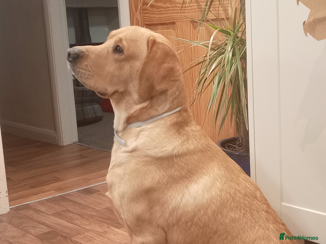 Labrador Retriever dogs for stud: P.R.O.V.E.N Yellow Labrador Stud - Image 5