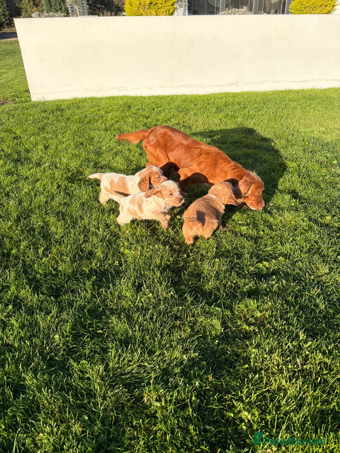 Cocker Spaniel dogs for sale: Cocker spaniels - Advert 1