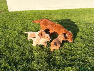 Cocker Spaniel dogs Cocker spaniels - Advert 1