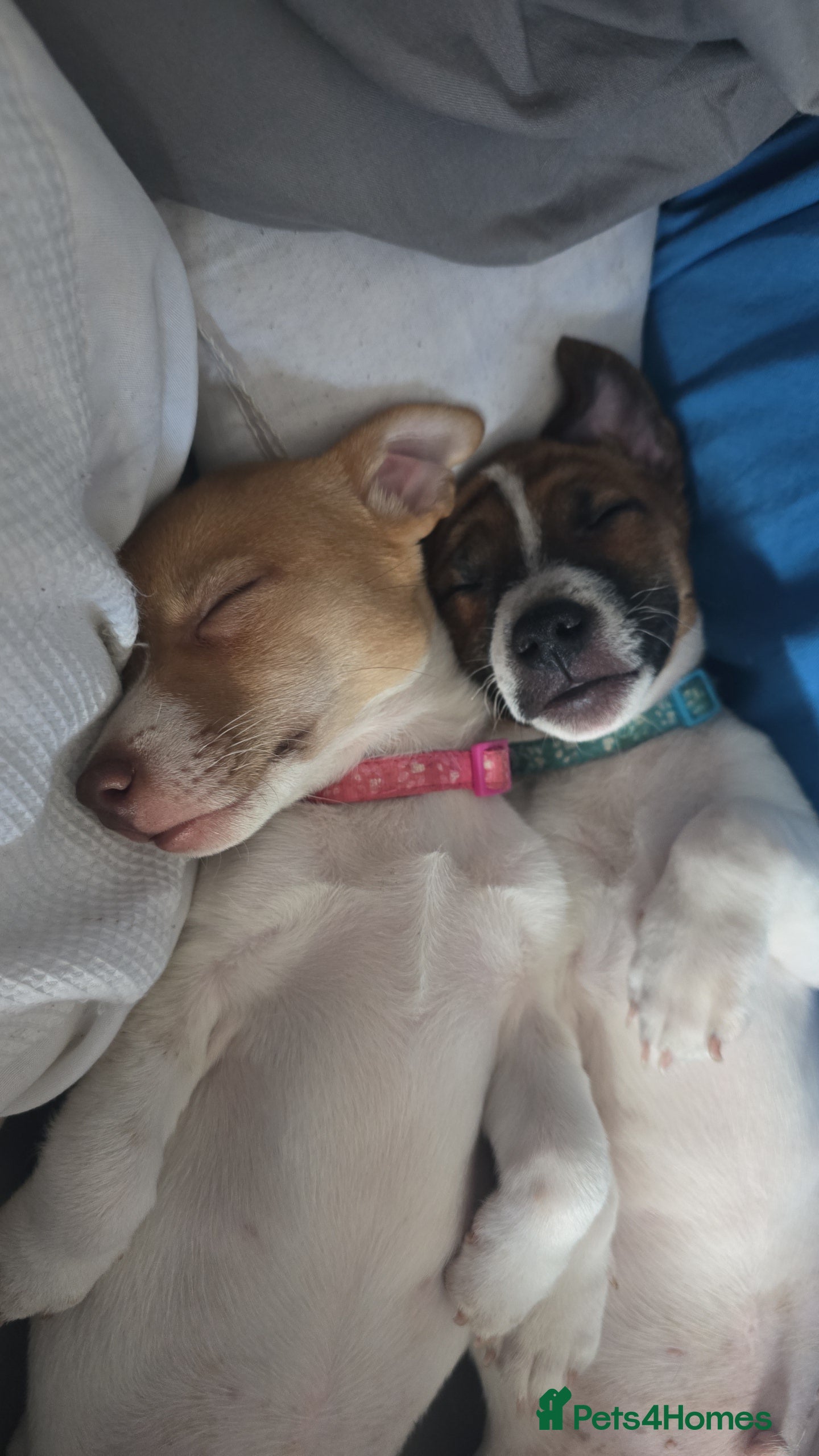 Jack Russell dogs 6 Adorable Jack Russell Puppies - Advert 2