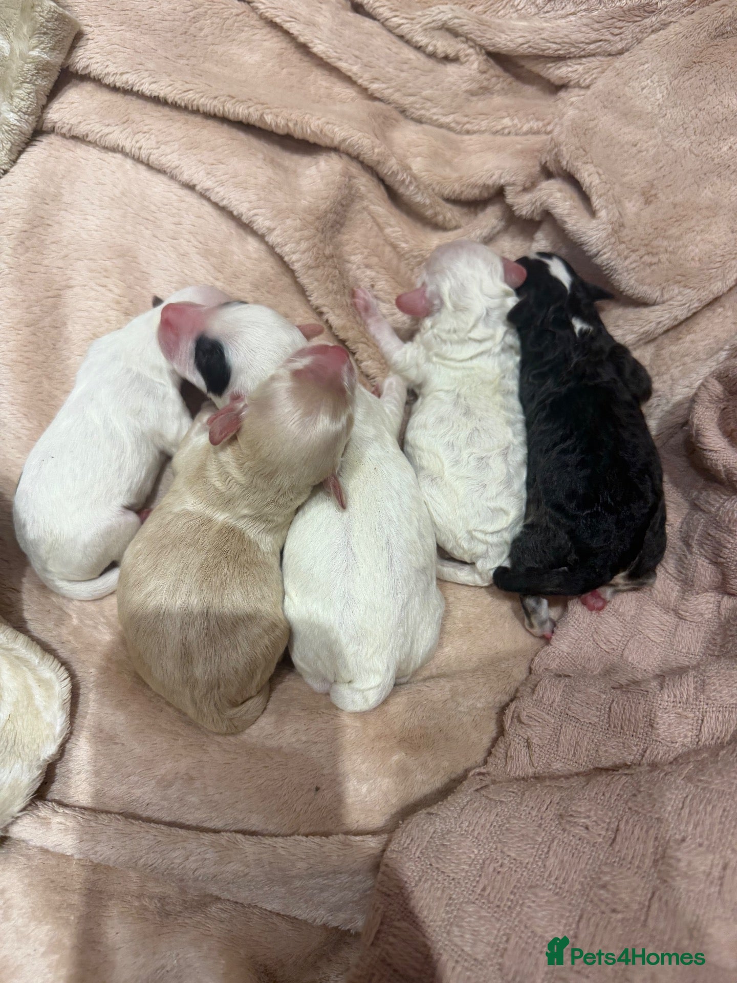 Maltipoo dogs for sale: Gorgeous Maltipoo puppies ready to be reserved - Advert 13