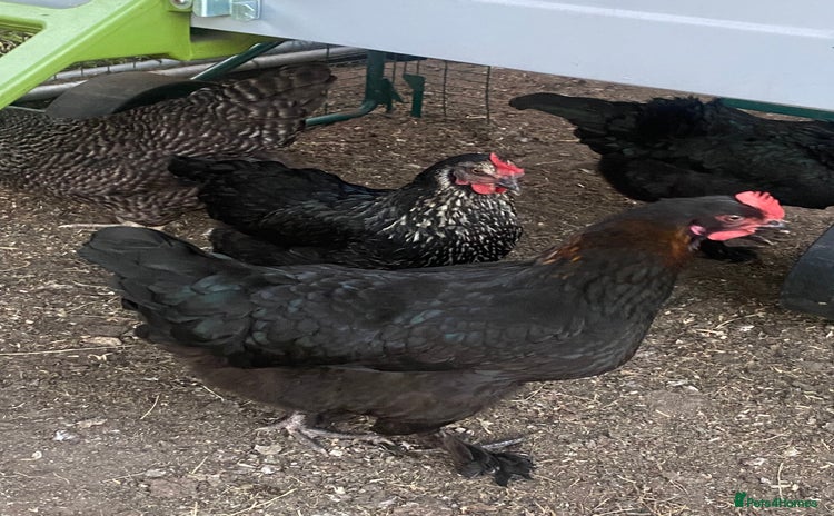 Chickens poultry - Advert 2