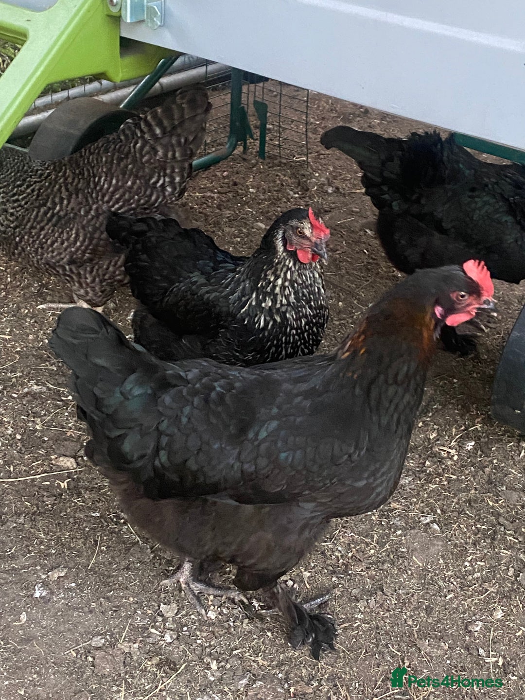 Chickens poultry for sale: 5 good laying mixed hens - Image 1
