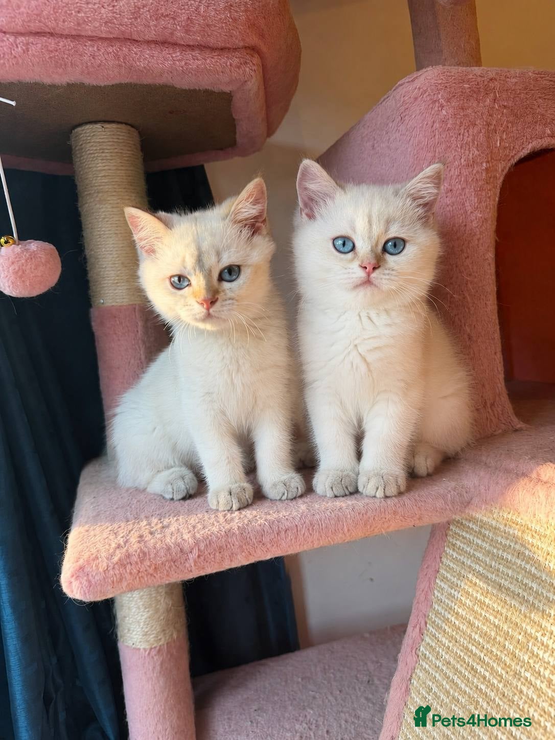 British Longhair cats  VACCINATED READY FOR HOME - Advert 11