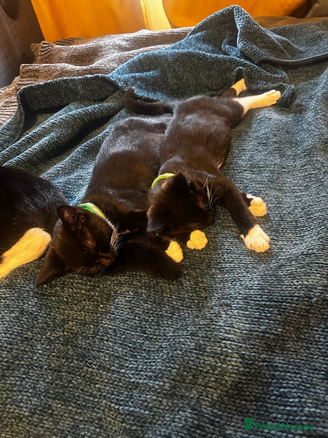 Mixed Breed cats for sale: Two handsome boys - Image 2