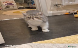 Exotic cats for sale: Exotic longhair and short hair kittens  - Image 31