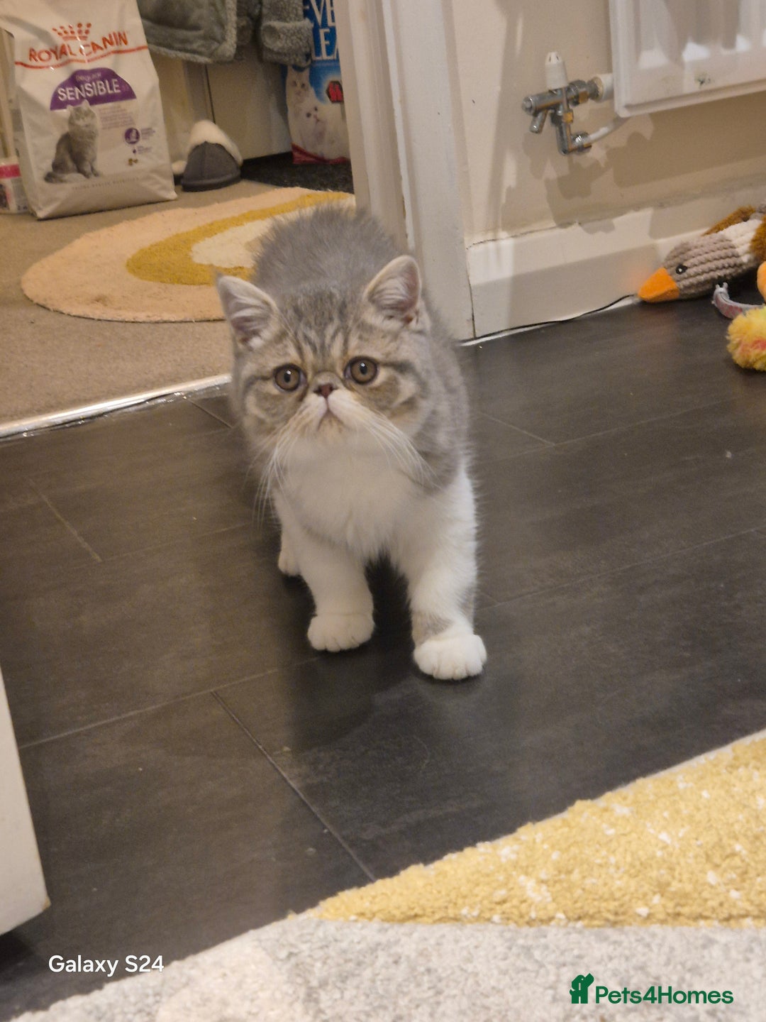 Exotic cats for sale: Exotic longhair and short hair kittens  - Image 31