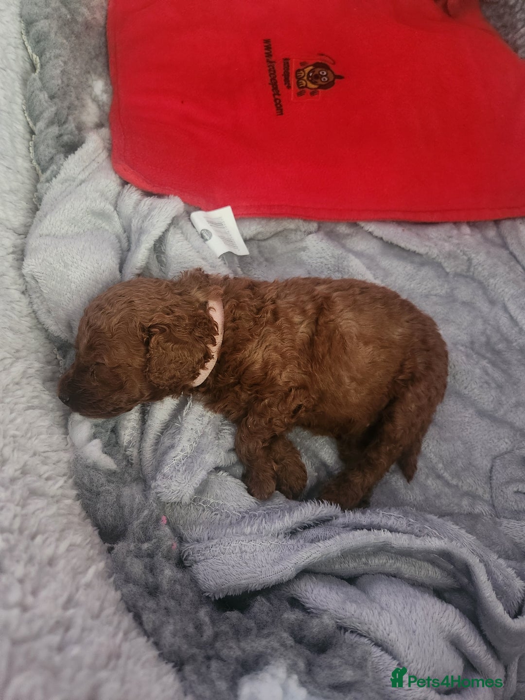 Miniature Poodle dogs for sale: Stunning red miniature poodle - Advert 29