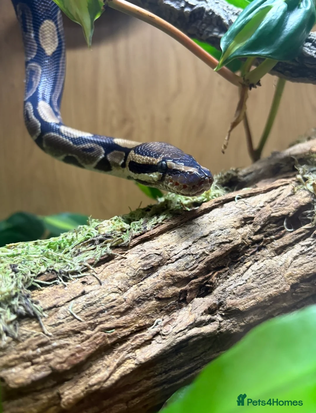 Python Snake reptiles for sale: Male royal python and full set up  - Advert 2
