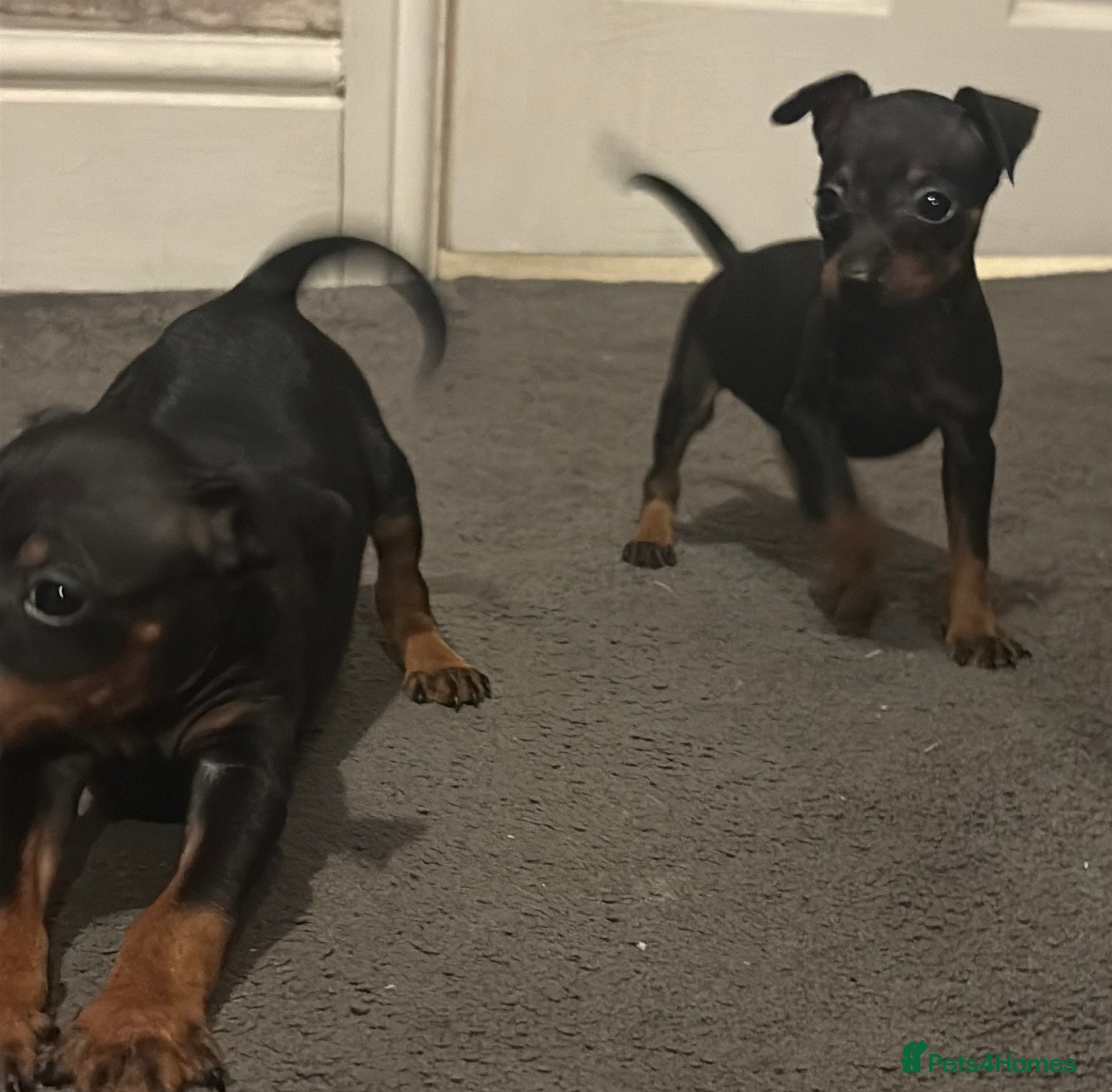 Miniature Pinscher dogs Beautiful miniature Pinscher puppies  - Advert 4