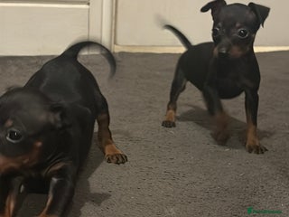 Miniature Pinscher dogs Beautiful miniature Pinscher puppies - Advert 3