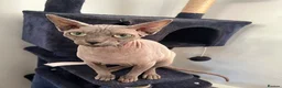 Sphynx cats for sale: Sphynx kittens due-Taking Expressions of Interest - Advert 3