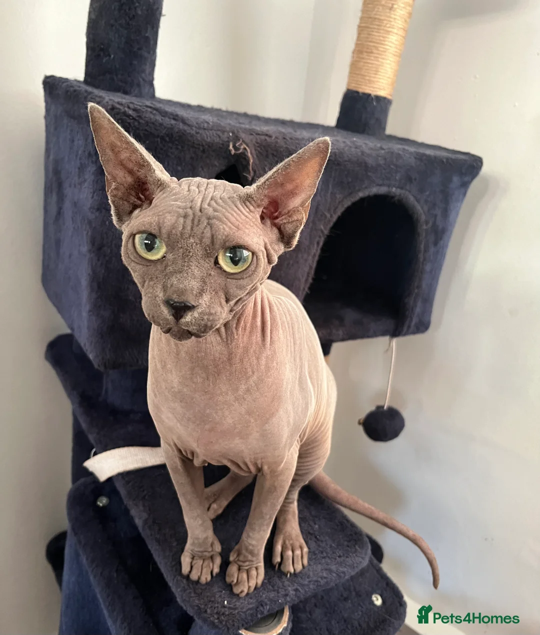 Sphynx cats for sale: Expression of interest - Advert 1