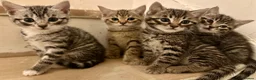 Bengal cats for sale: 4 bengal mix kittens  in London - Advert 4