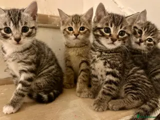 Bengal cats 4 bengal mix kittens - Advert 5