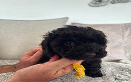 Cavapoo dogs for sale: 🐶 F1B CAVAPOOS 5* HEALTH CHECK 🐶 - Image 26