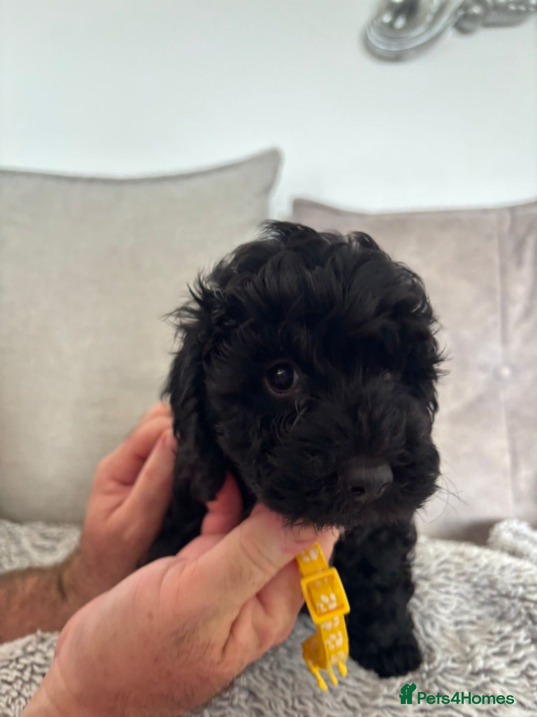 Cavapoo dogs for sale: 🐶 F1B CAVAPOOS 5* HEALTH CHECK 🐶 - Image 26