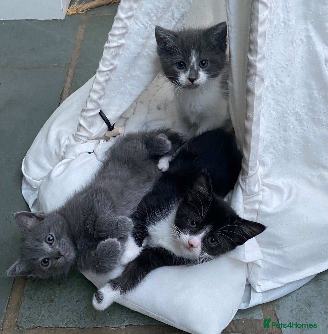 Ragdoll cats for sale: Ragdoll X Kittens for Loving Forever Homes - Image 21