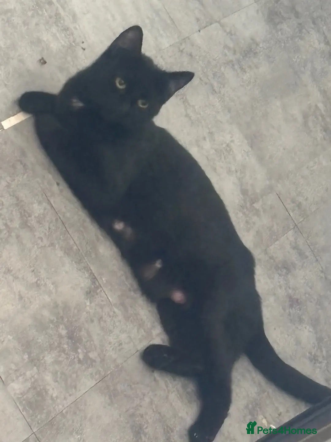 Mixed Breed cats Kittens for sale  - Advert 3