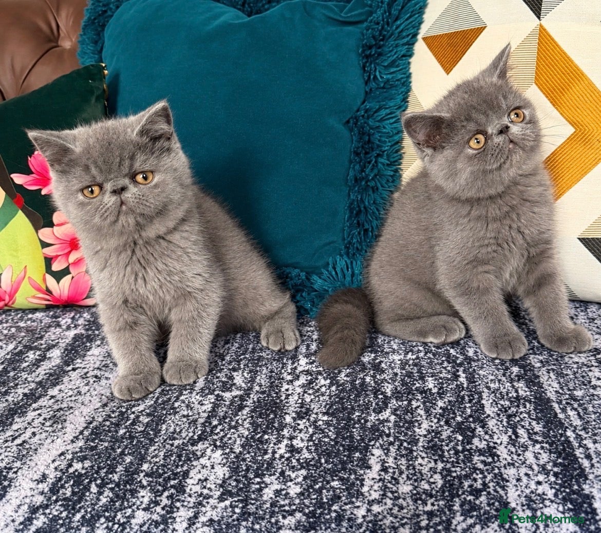 Exotic cats Exotic Shorthair Kittens For Sale - Advert 15