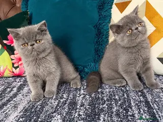 Exotic cats Exotic Shorthair Kittens For Sale - Advert 15