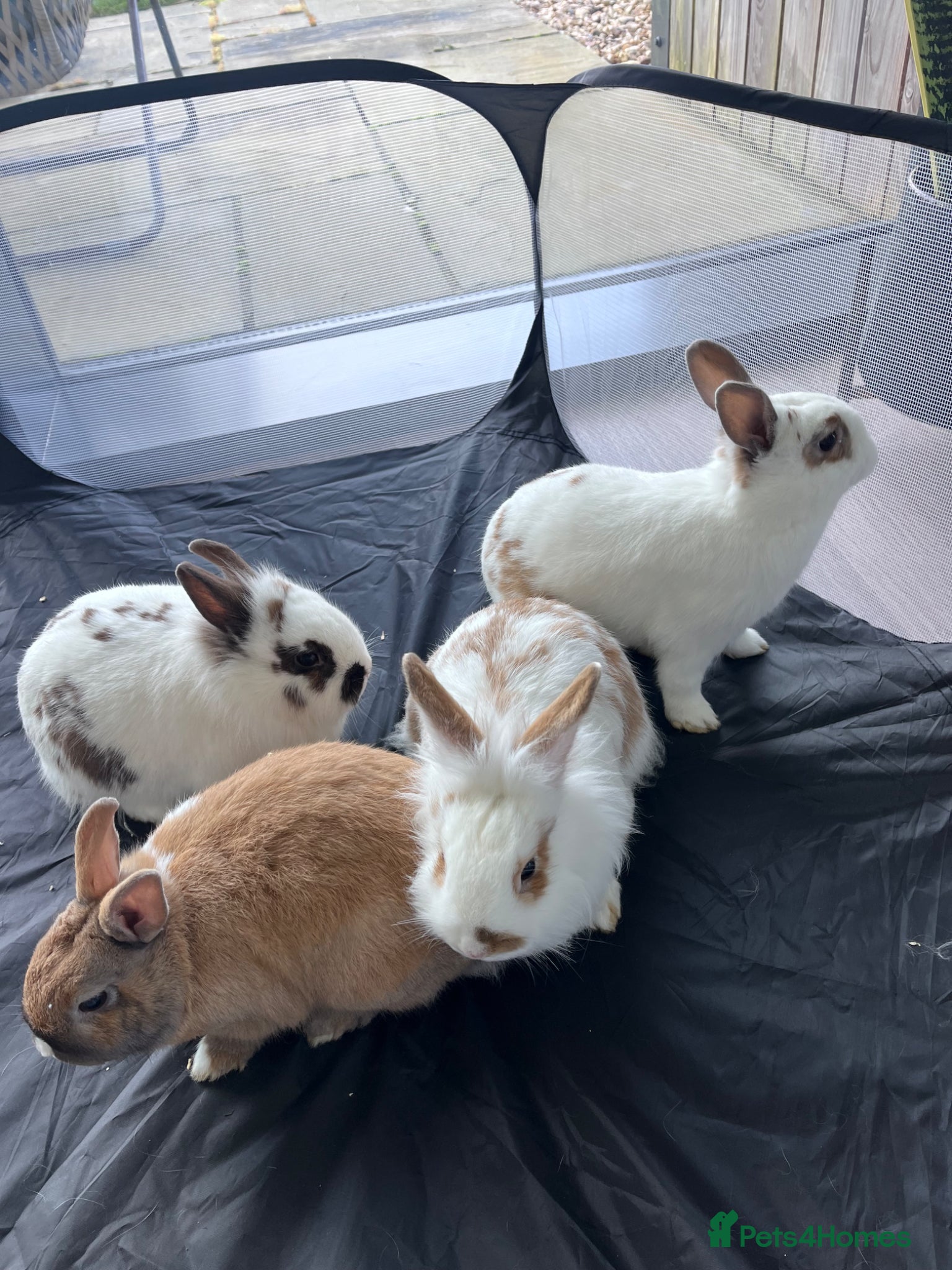 Mixed Breed rabbits Lionhead x Netherlands Dwarf Bunnies - Advert 5