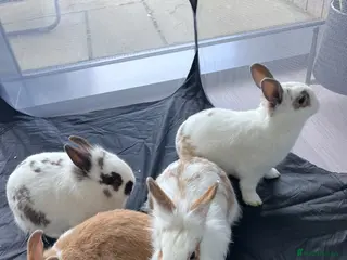 Mixed Breed rabbits Lionhead x Netherlands Dwarf Bunnies - Advert 3