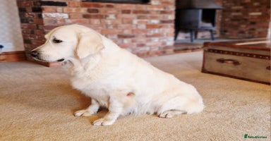 Golden Retriever dogs - Advert 2