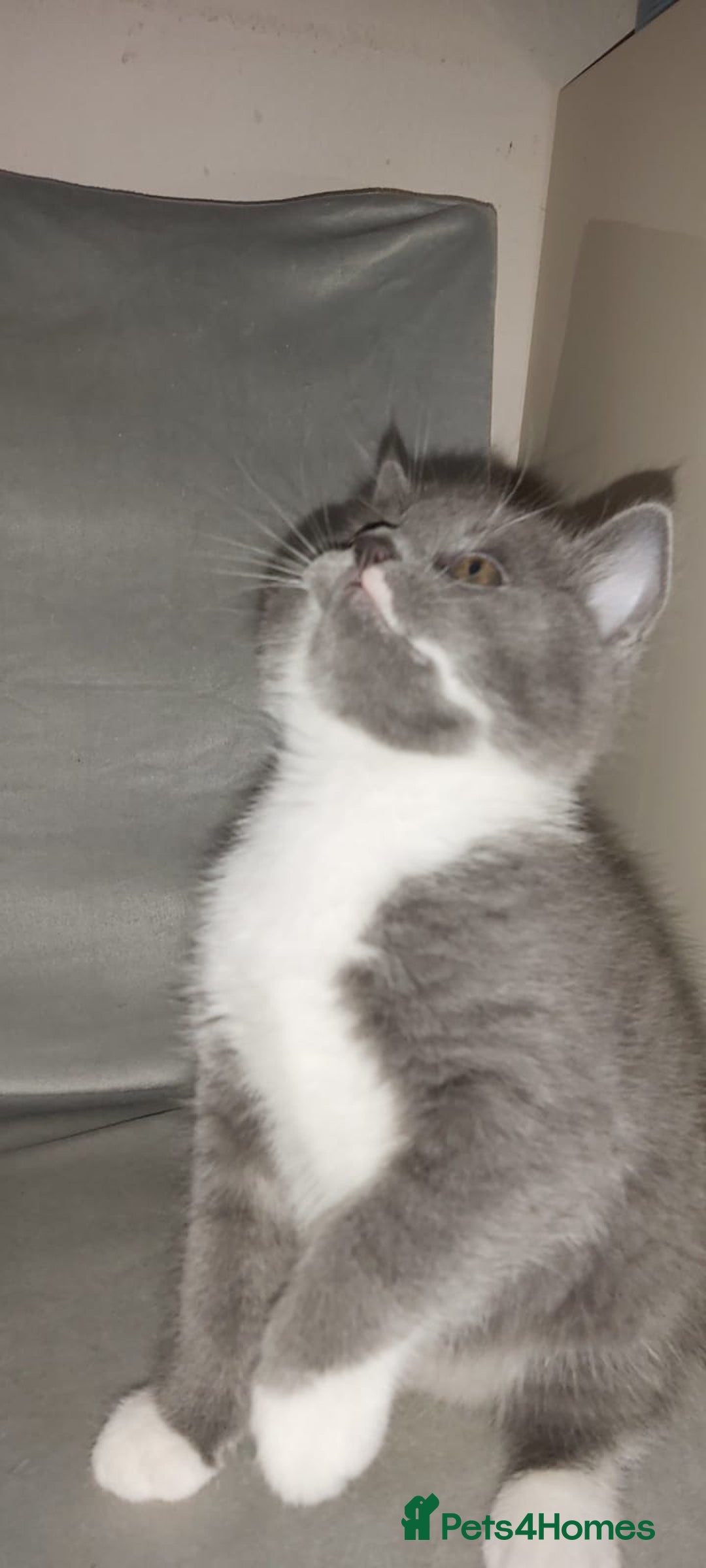 British Shorthair cats for sale: Beautiful little kittens  - Advert 5