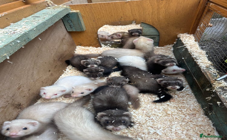 Ferret rodents - Advert 1