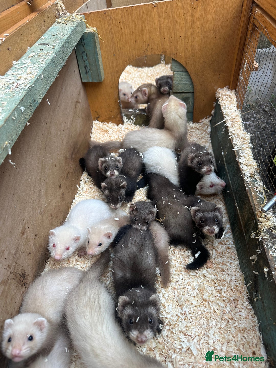 Ferret rodents for sale: Working Ferrets  - Image 1