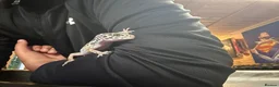Leopard Gecko reptiles for sale: 10 month old female leopard gecko - Advert 2