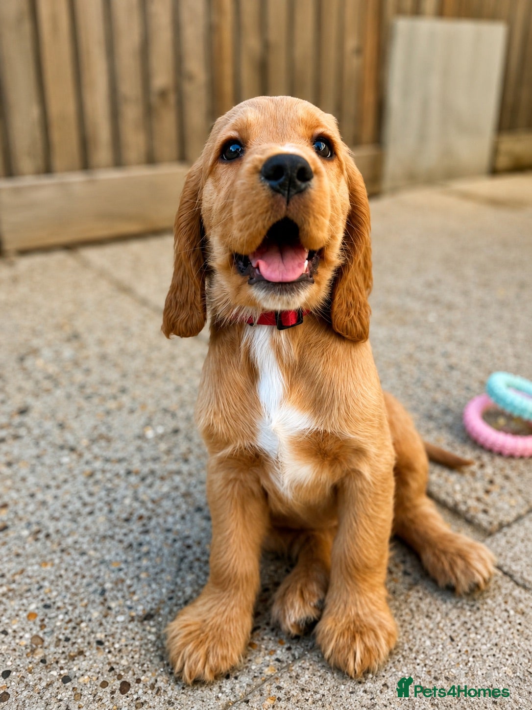 Cocker Spaniel dogs 🌟🌟🌟Beautiful English Gold Show Cocker Spaniel  - Advert 1