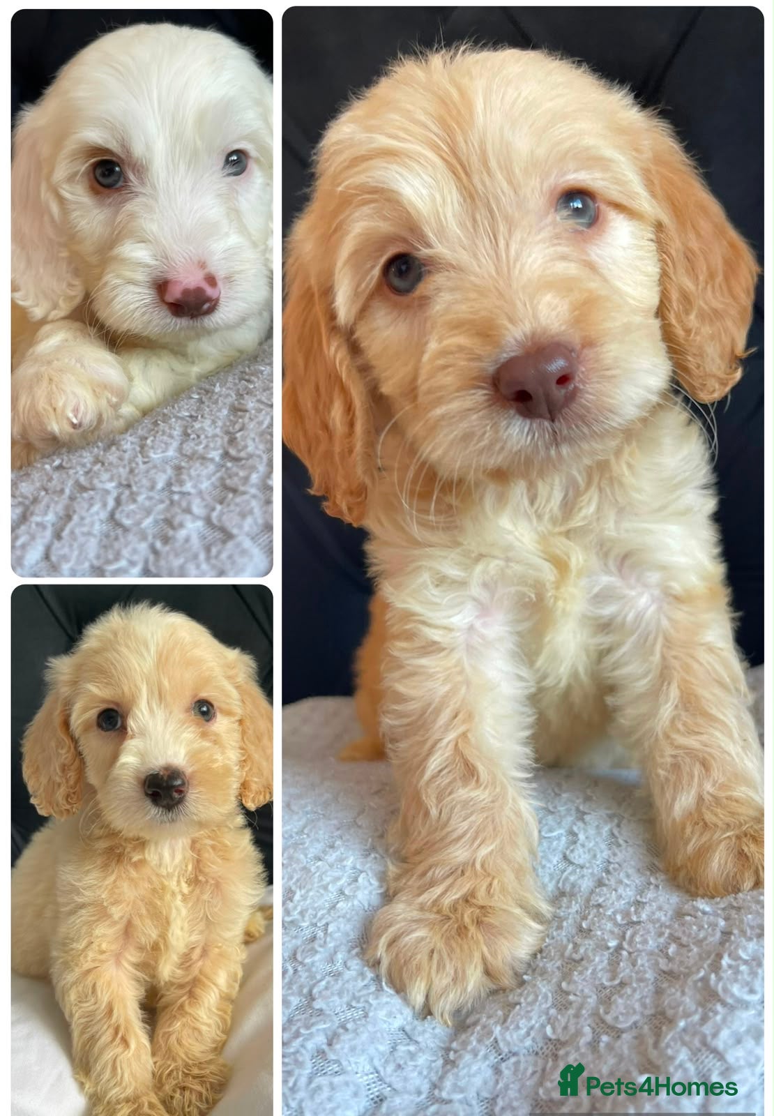 Cockapoo dogs Cockapoo Puppies  - Advert 16