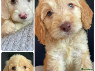 Cockapoo dogs Cockapoo Puppies - Advert 16