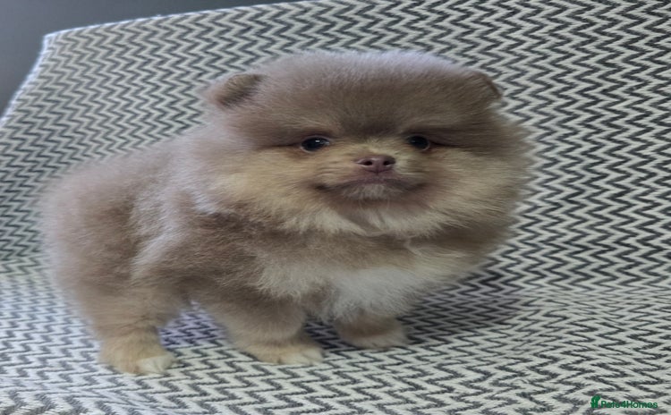 Pomeranian dogs - Advert 3