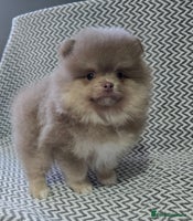 Pomeranian dogs - Advert 2