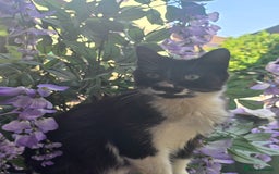 Mixed Breed cats for sale: 5 beautiful kittens  - Image 7