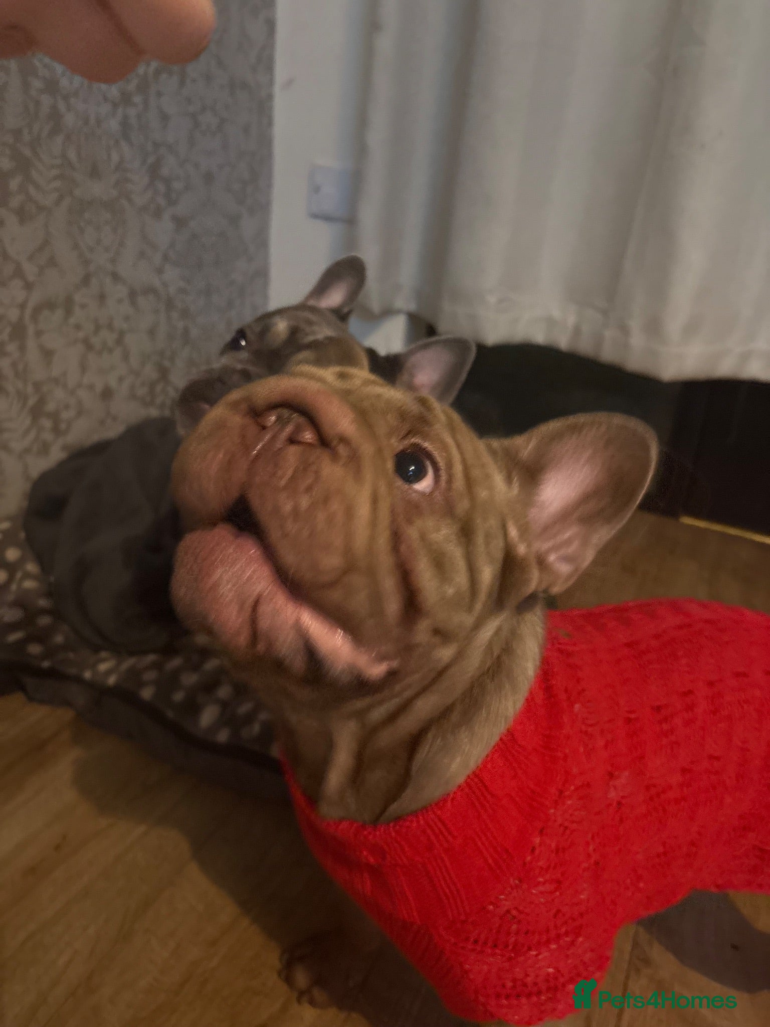 French Bulldog dogs Ralph  - Advert 1