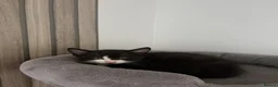 Mixed Breed cats for sale: Kittens  - Advert 3
