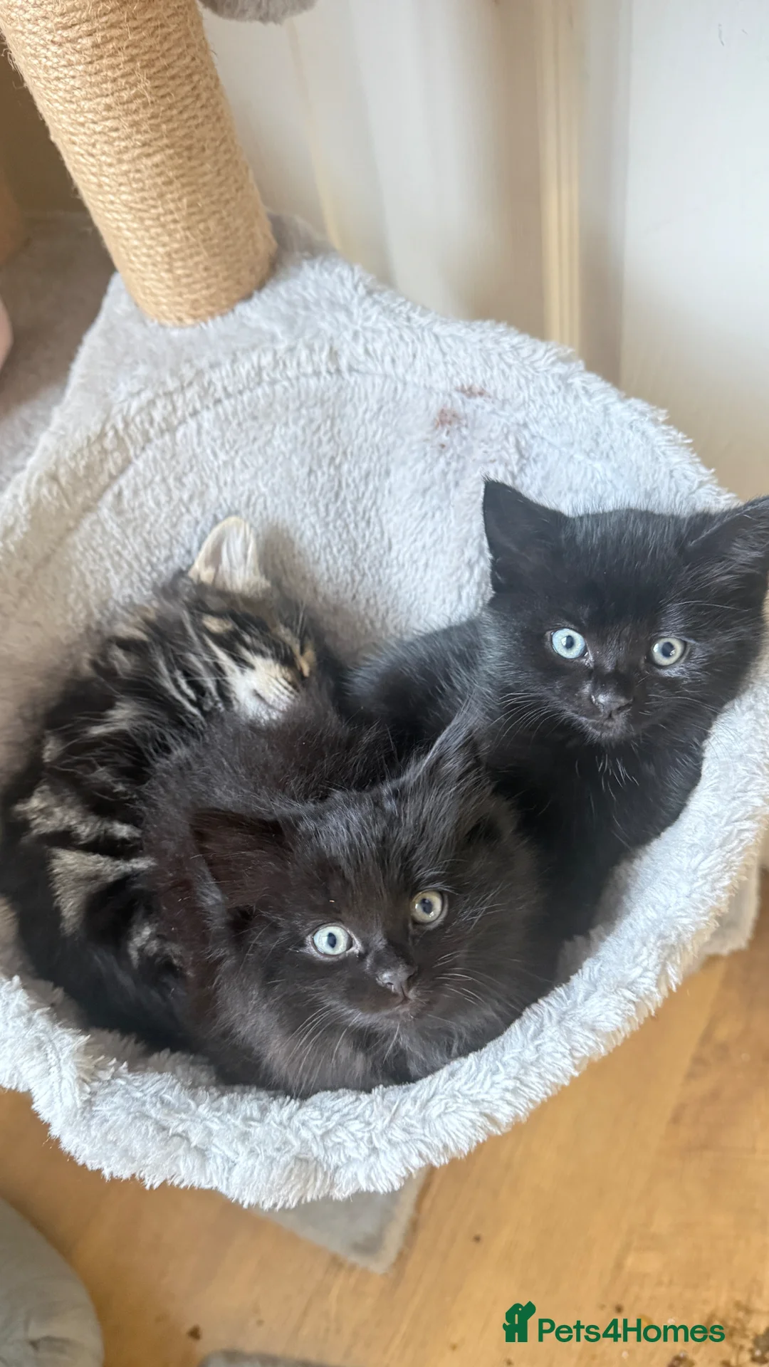 Mixed Breed cats for sale: Black female shorthair cross in Pembroke Dock - Advert 9
