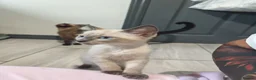Mixed Breed cats for sale: Last boy ragdoll x sphynx  - Advert 17