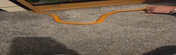 Corn Snake reptiles for sale: Corn snake with full set up - Advert 1